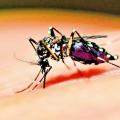 Mosquito transmisor del dengue, Aedes Aegypti